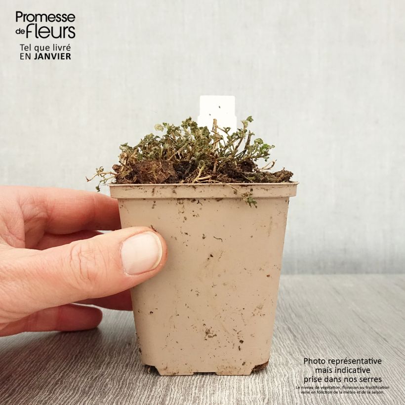 Exemplar von Campanula cochleariifolia Elizabeth Oliver - Zwerg-Glockenblume Kleine Töpfe von 8/9 cm wie im Winter geliefert