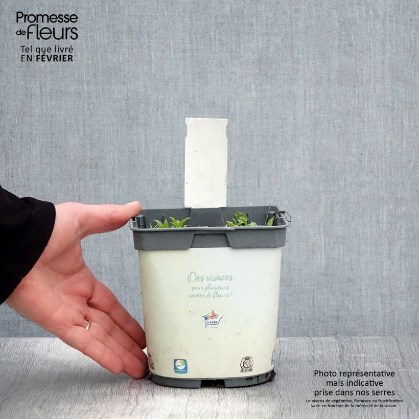 Exemplar von Campanula glomerata Alba - Knäuel-Glockenblume Topf mit 2L/3L wie im Winter geliefert