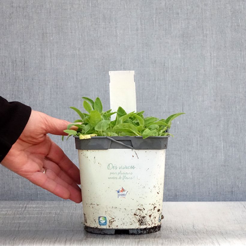 Exemplar von Campanula glomerata Alba - Knäuel-Glockenblume Topf mit 2L/3L wie im Frühjahr geliefert