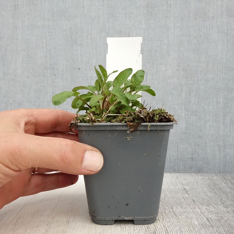 Exemplar von Campanula glomerata var. dahurica - Knäuel-Glockenblume Kleine Töpfe von 8/9 cm wie im Frühjahr geliefert