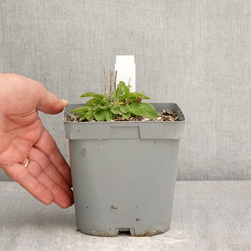 Exemplar von Campanula glomerata var. dahurica - Knäuel-Glockenblume Topf mit 2L/3L wie im Frühjahr geliefert