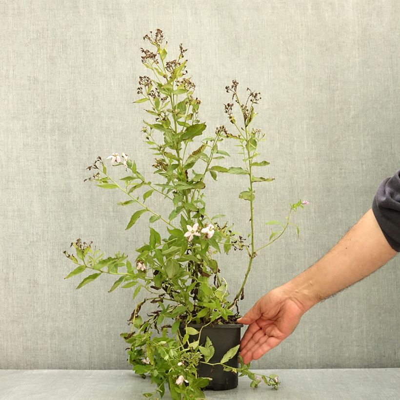 Exemplar von Campanule lactiflora Loddon Anna - Campanule laiteuse rose pâle Pot de 1,5L/2L wie im Sommer geliefert