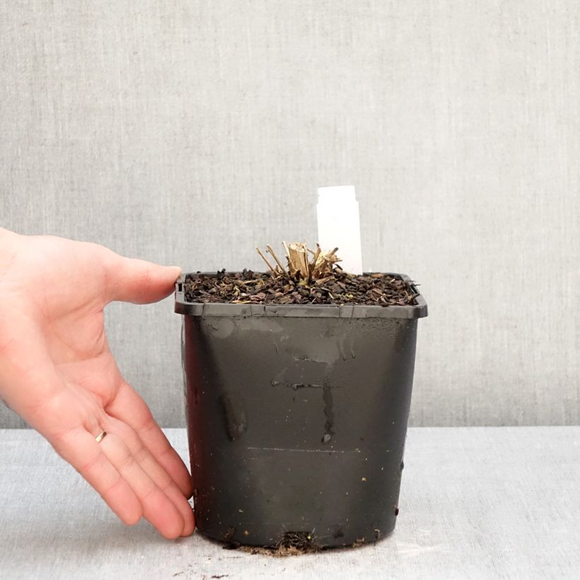 Exemplar von Dolden-Glockenblume Loddon Anne - Campanula lactiflora Topf mit 1,5L/2L wie im Winter geliefert