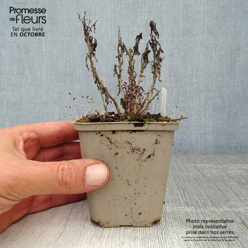 Exemplar von Dolden-Glockenblume Prichard s variety - Campanula lactiflora Kleine Töpfe von 8/9 cm wie im Herbst geliefert