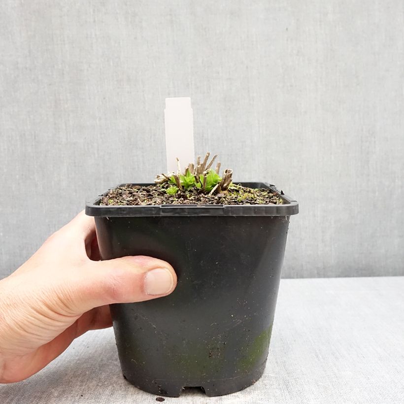 Exemplar von Dolden-Glockenblume Prichard s variety - Campanula lactiflora Topf mit 2L/3L wie im Frühjahr geliefert