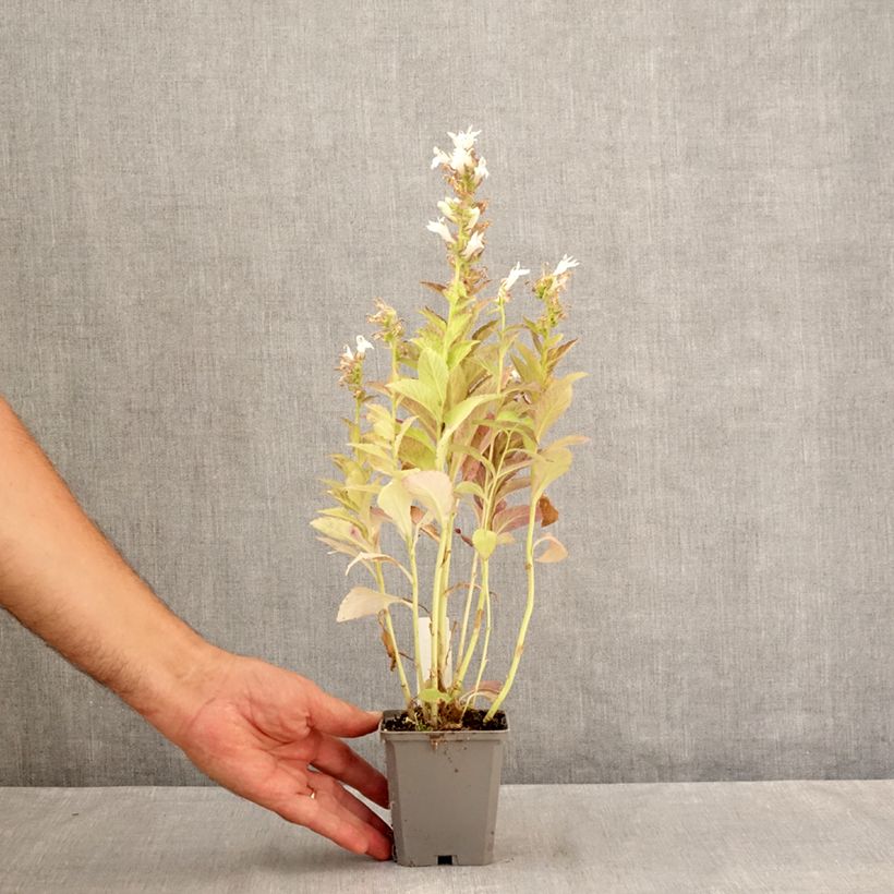 Exemplar von Campanula latifolia var. macrantha alba - Breitblättrige Glockenblume Kleine Töpfe von 8/9 cm wie im Sommer geliefert