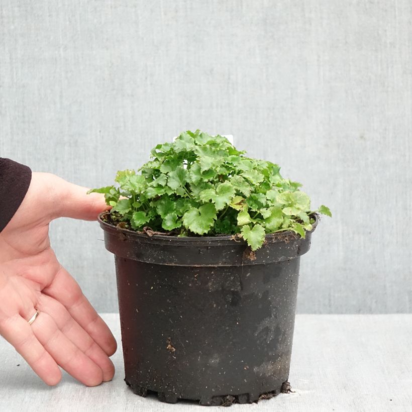 Exemplar von Campanula poscharskyana - Hängepolster-Glockenblume Topf mit 2L/3L wie im Herbst geliefert