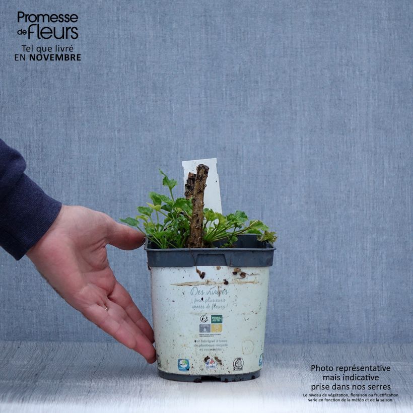 Exemplar von Campanula pyramidalis Alba - Pyramiden-Glockenblume Topf mit 2L/3L wie im Herbst geliefert