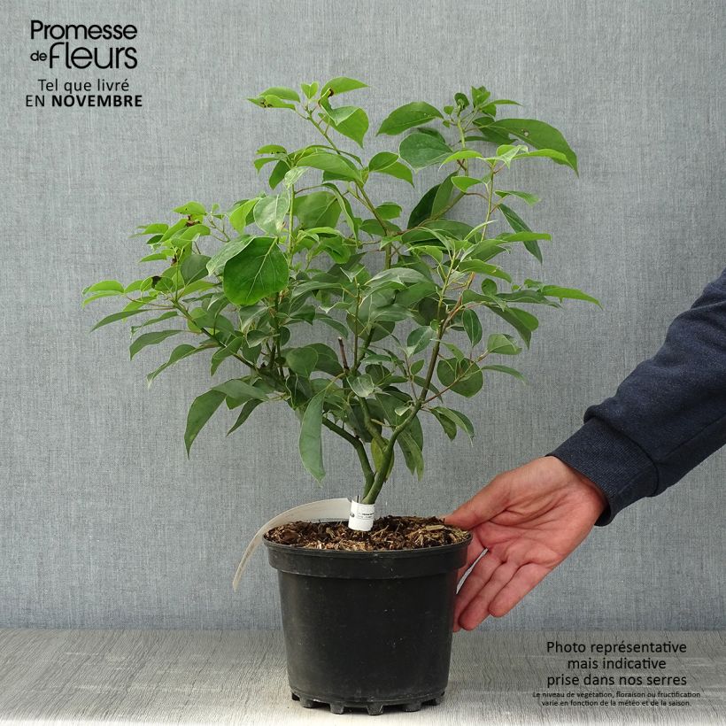 Exemplar von Cinnamomum camphora - Kampferbaum Topf mit 2L/3L wie im Herbst geliefert