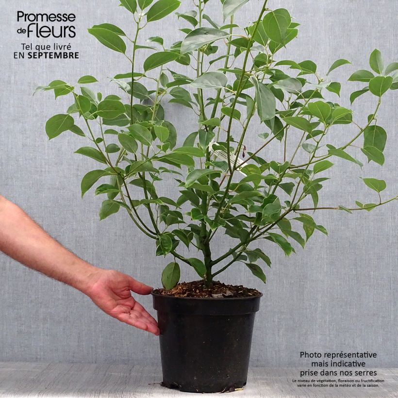 Exemplar von Cinnamomum camphora - Kampferbaum Topf mit 7,5L/10L wie im Herbst geliefert