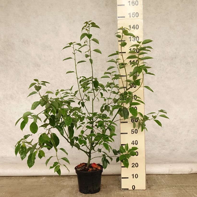 Exemplar von Cinnamomum camphora - Kampferbaum Topf mit 7,5L/10L wie im Sommer geliefert