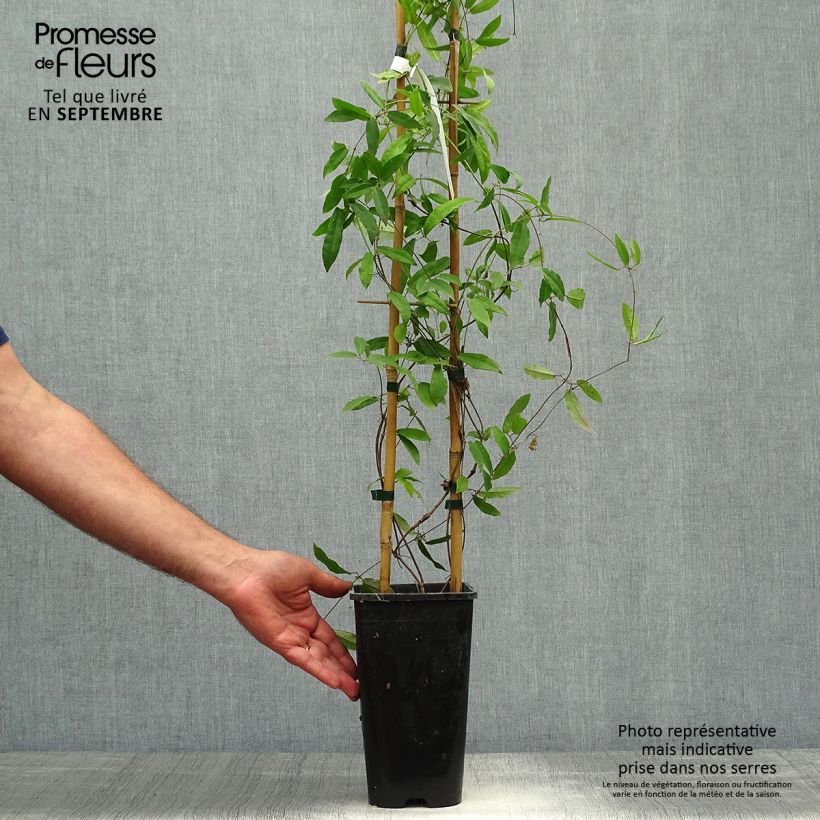 Exemplar von Campsis capreolata Atrosanguinea - Trompetenblume Topf mit 2L/3L wie im Herbst geliefert