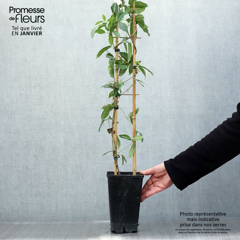 Exemplar von Campsis capreolata Atrosanguinea - Trompetenblume Topf mit 2L/3L wie im Winter geliefert