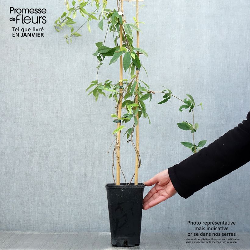 Exemplar von Campsis capreolata Tangerine Beauty - Trompetenblume Topf mit 2L/3L wie im Winter geliefert