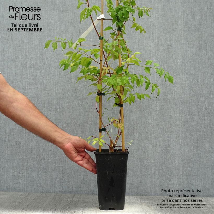 Exemplar von Campsis grandiflora - Chinesische Klettertrompete Topf mit 2L/3L wie im Herbst geliefert