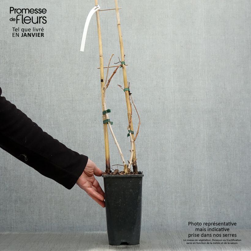 Exemplar von Campsis grandiflora - Chinesische Klettertrompete Topf mit 2L/3L wie im Winter geliefert