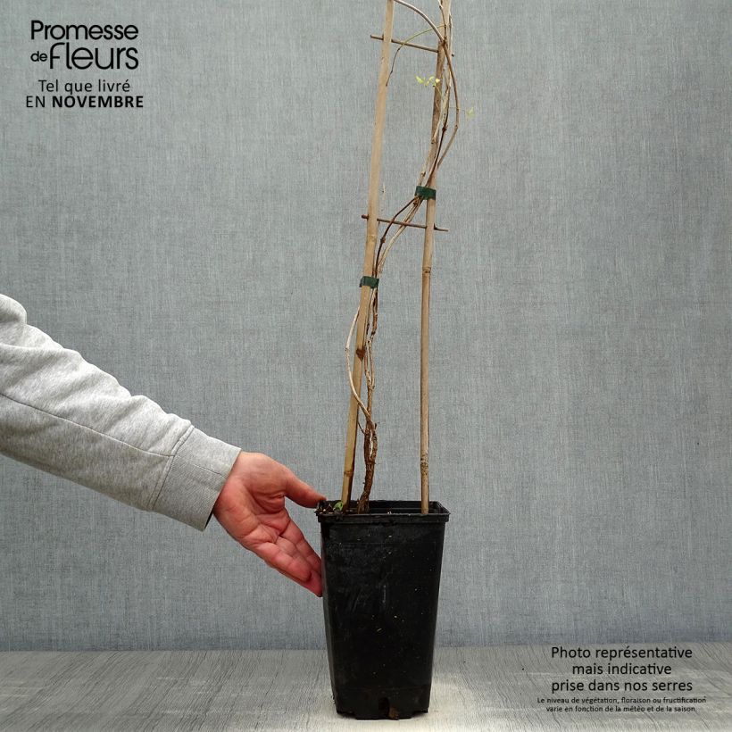 Exemplar von Campsis radicans Flamenco - Amerikanische Klettertrompete Topf mit 2L/3L wie im Herbst geliefert