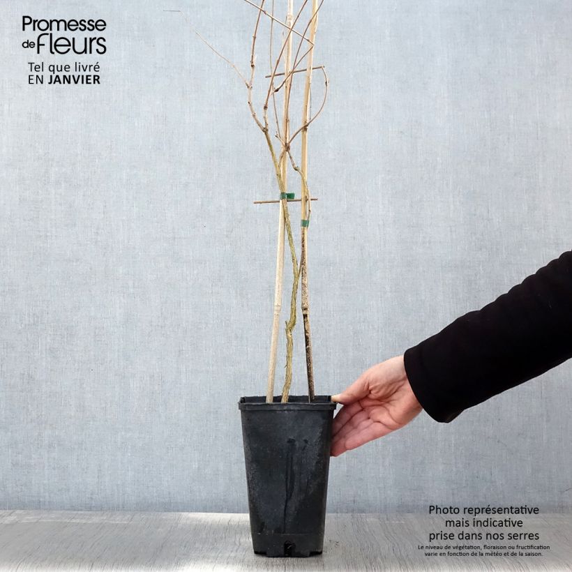 Exemplar von Campsis radicans Flamenco - Amerikanische Klettertrompete Topf mit 2L/3L wie im Winter geliefert