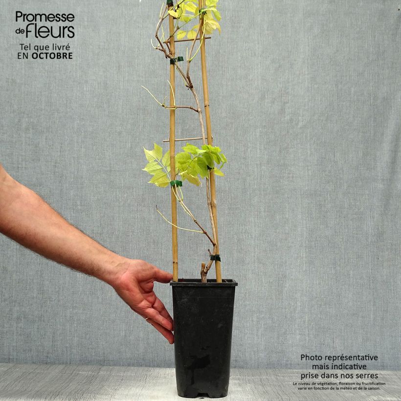 Exemplar von Campsis radicans Judy - Amerikanische Klettertrompete Topf mit 2L/3L wie im Herbst geliefert