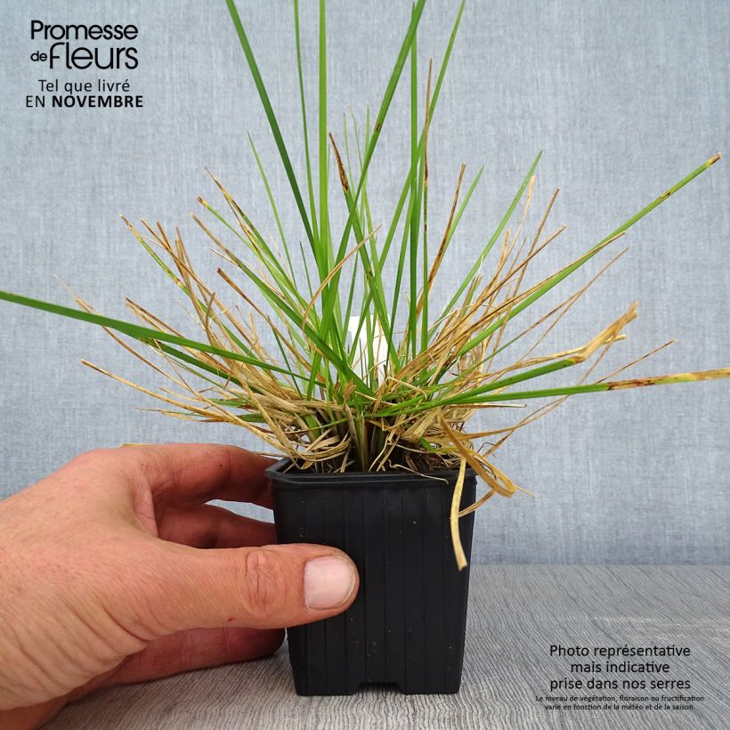 Exemplar von Rasen-Schmiele Tauträger - Deschampsia caespitosa Kleine Töpfe von 8/9 cm wie im Herbst geliefert