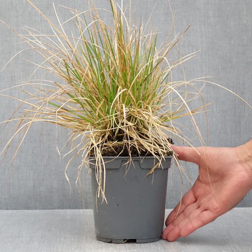Exemplar von Rasen-Schmiele Vivipara - Deschampsia caespitosa Topf mit 2L/3L wie im Herbst geliefert