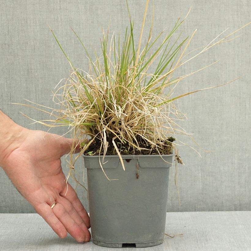 Exemplar von Canche cespiteuse Vivipara - Deschampsia cespitosa Pot de 2L/3L wie im Sommer geliefert