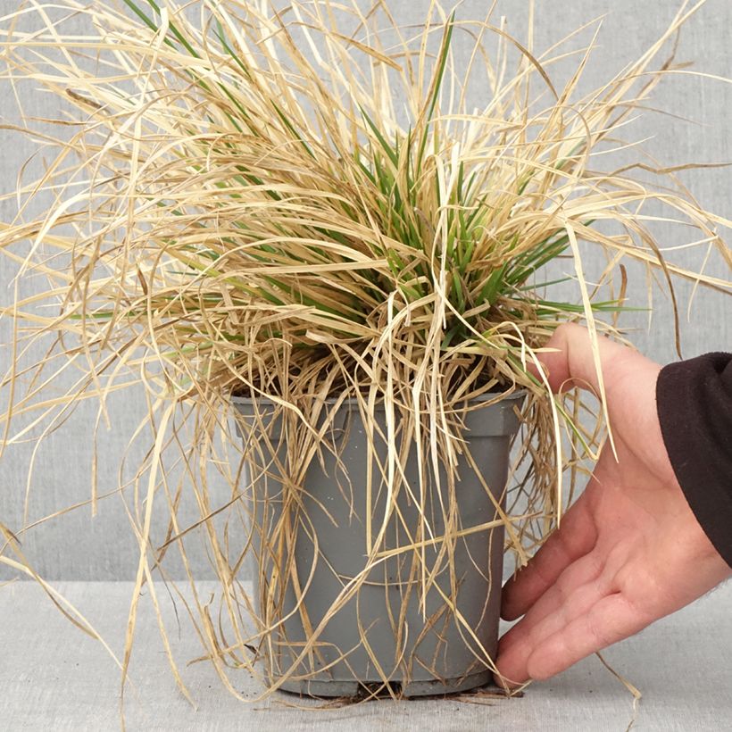 Exemplar von Rasen-Schmiele Vivipara - Deschampsia caespitosa Topf mit 2L/3L wie im Frühjahr geliefert