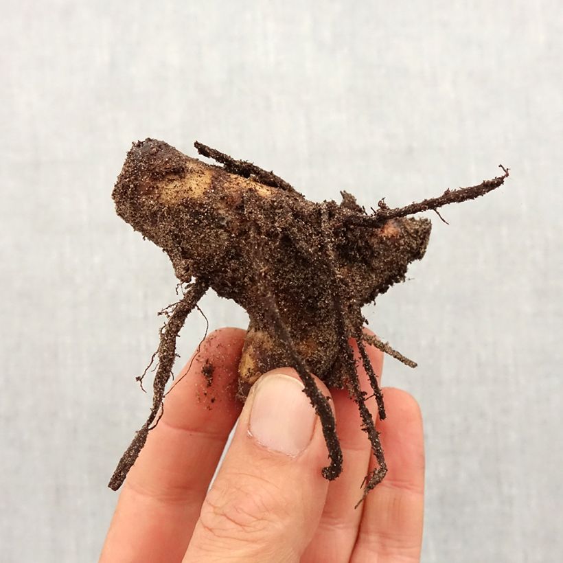 Exemplar von Blumenrohr Angelique - Canna indica Zwiebel Kaliber/Größe I wie im Frühjahr geliefert