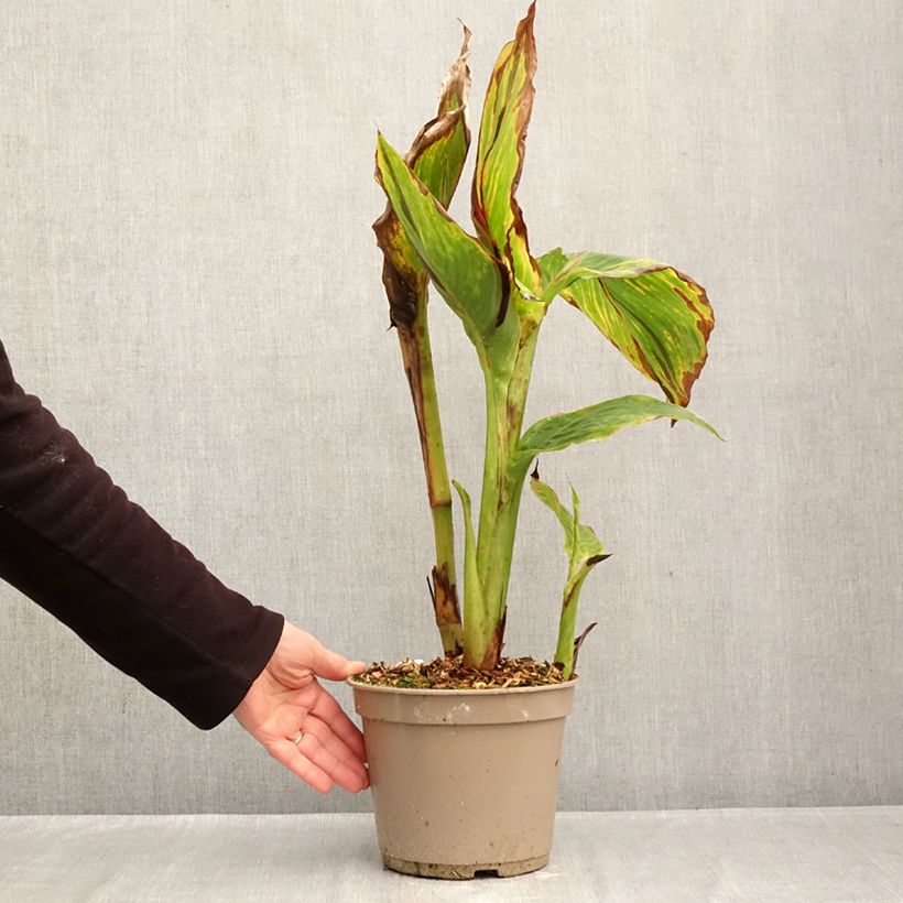 Exemplar von Blumenrohr Black Cleopatra - Canna Topf mit 4L/5L wie im Herbst geliefert
