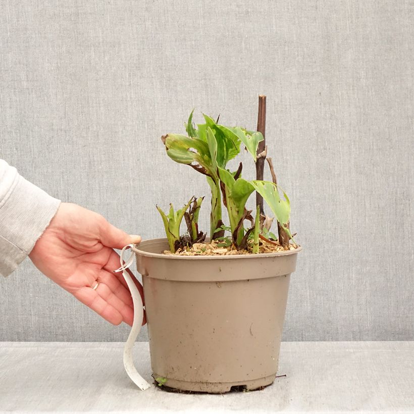 Exemplar von Blumenrohr Black Cleopatra - Canna Topf mit 4L/5L wie im Frühjahr geliefert