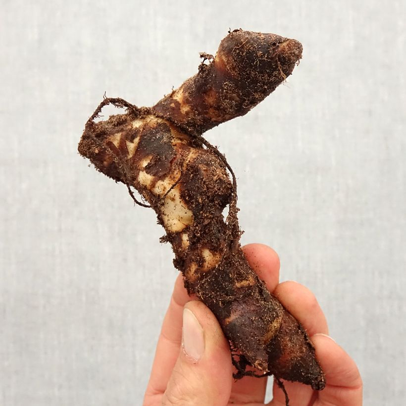 Exemplar von Blumenrohr Brillant - Canna Zwiebel Kaliber/Größe I wie im Frühjahr geliefert