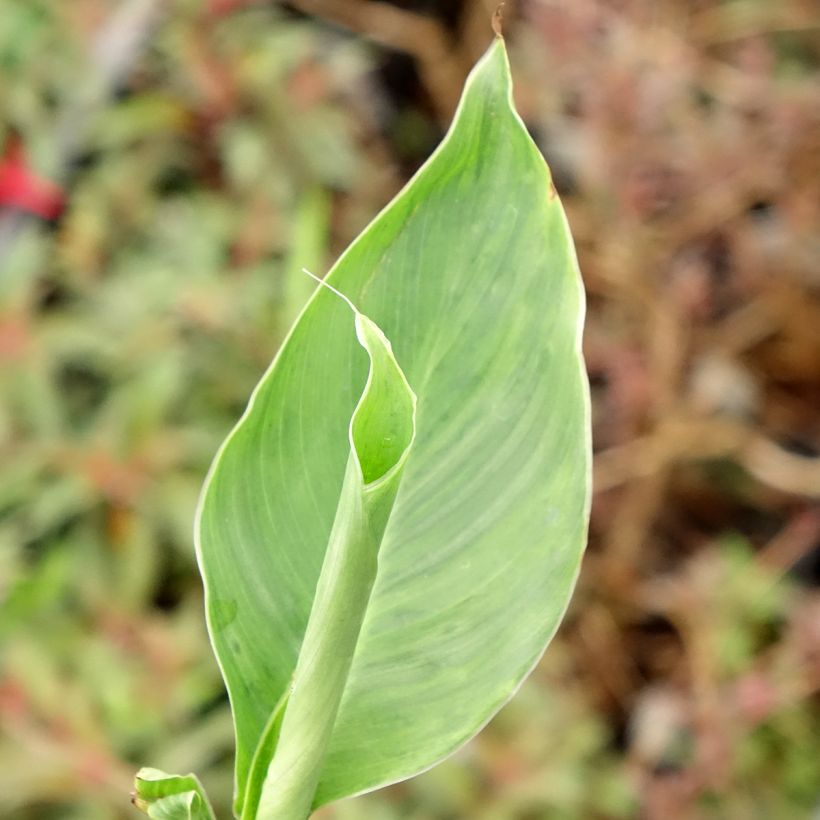 Blumenrohr Confetti - Canna (Laub)