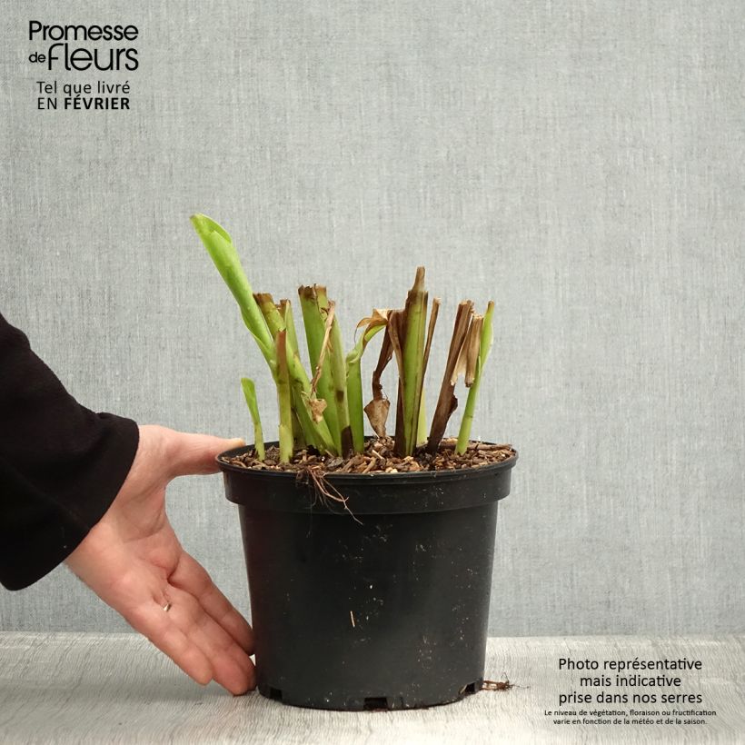 Exemplar von Canna edulis - Blumenrohr Topf mit 2L/3L wie im Winter geliefert