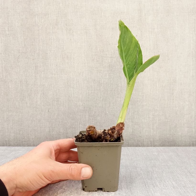 Exemplar von Blumenrohr En avant - Canna Kleine Töpfe von 8/9 cm Kaliber/Größe I wie im Frühjahr geliefert