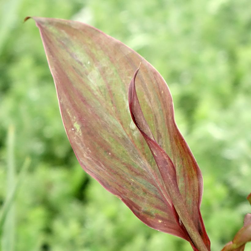 Blumenrohr Feu Magique - Canna (Laub)