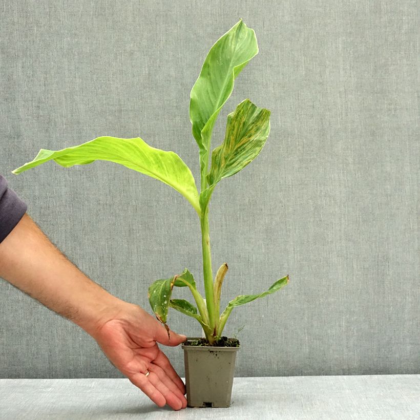 Exemplar von Blumenrohr Lucifer - Canna Kleine Töpfe von 8/9 cm Kaliber/Größe I wie im Sommer geliefert