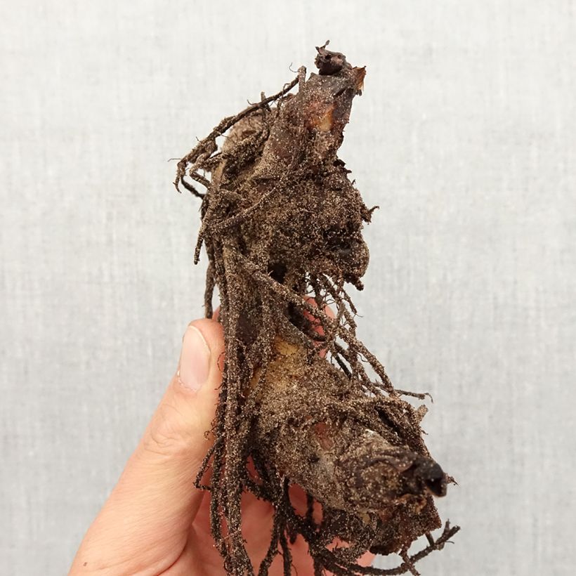Exemplar von Blumenrohr Striata - Canna Zwiebel Kaliber/Größe I wie im Frühjahr geliefert