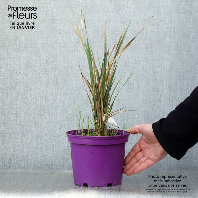 Exemplar von Dierama Blackberry Bells - Trichterschwertel Topf mit 2L/3L wie im Winter geliefert