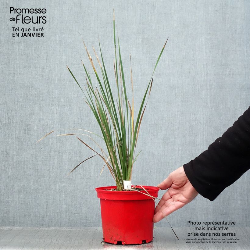 Exemplar von Dierama pulcherrimum Blackbird - Trichterschwertel Topf mit 2L/3L wie im Winter geliefert