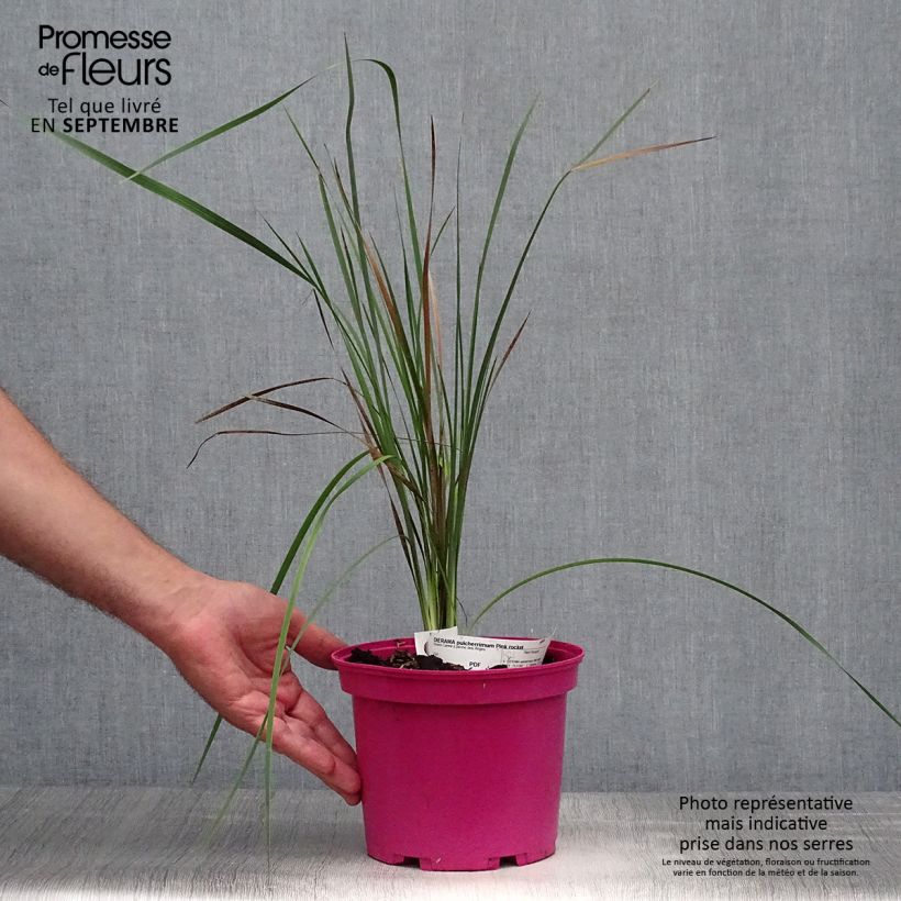 Exemplar von Dierama Pink Rocket - Trichterschwertel Topf mit 2L/3L wie im Herbst geliefert