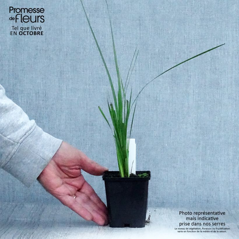 Exemplar von Dierama pulcherrimum - Trichterschwertel Kleine Töpfe von 8/9 cm wie im Herbst geliefert