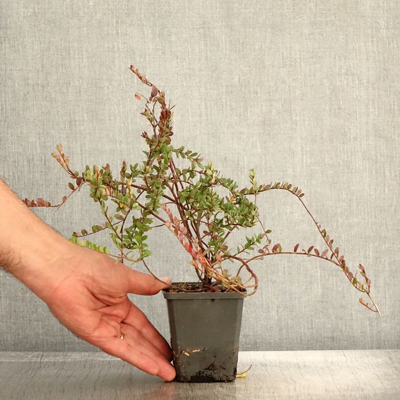 Exemplar von Cranberry Pilgrim - Vaccinium macrocarpon Kleine Töpfe von 8/9 cm wie im Herbst geliefert