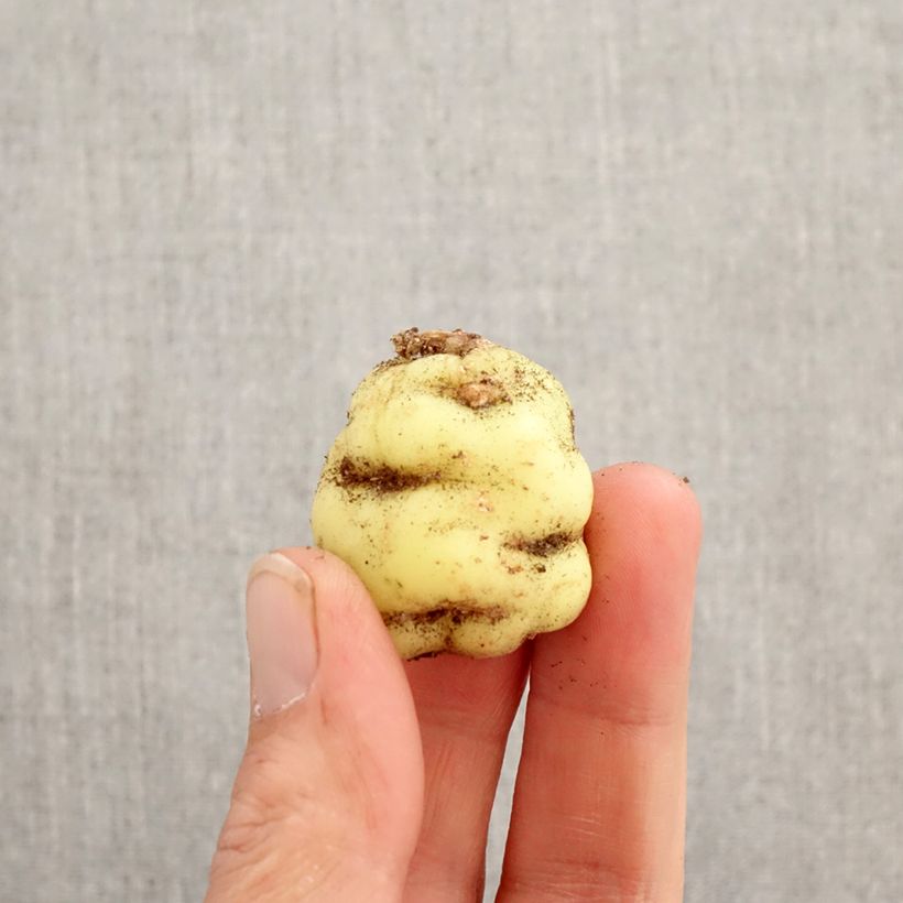 Exemplar von Knollige Kapuzinerkresse - Tropaeolum tuberosum Zwiebel wie im Frühjahr geliefert