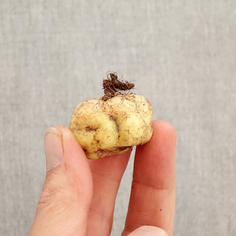 Exemplar von Tropaeolum tuberosum var. lineamaculatum Ken Aslet - Knollige Kapuzinerkresse Zwiebel wie im Frühjahr geliefert