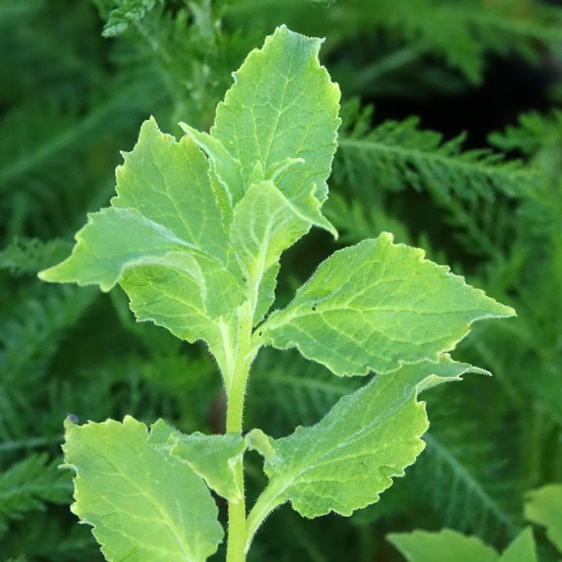 Cardamine pratensis - Wiesen-Schaumkraut (Laub)