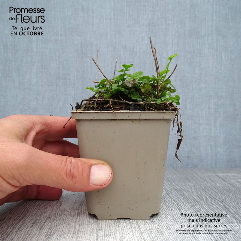 Exemplar von Cardamine pratensis - Wiesen-Schaumkraut Kleine Töpfe von 8/9 cm wie im Herbst geliefert