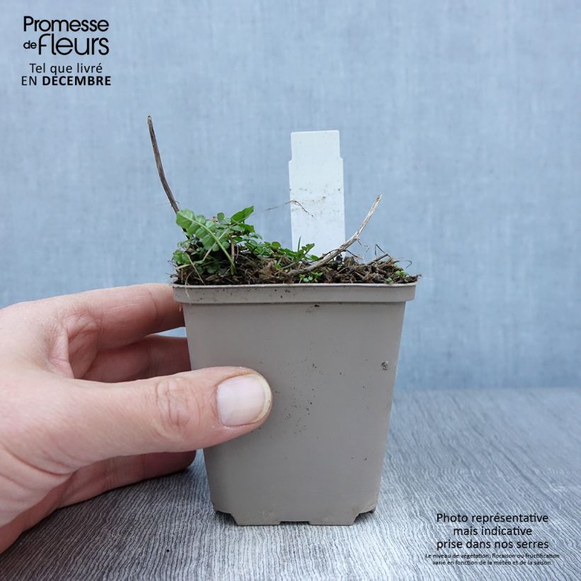 Exemplar von Cardamine pratensis Flore Pleno - Wiesen-Schaumkraut Kleine Töpfe von 8/9 cm wie im Herbst geliefert