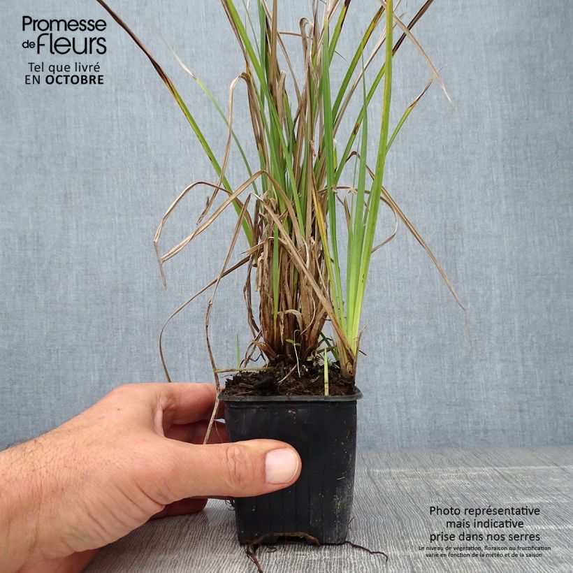 Exemplar von Carex acutiformis - Sumpf-Segge Kleine Töpfe von 8/9 cm wie im Herbst geliefert