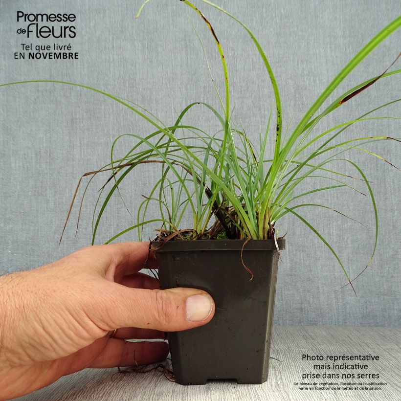 Exemplar von Carex atrata - Schwarze Segge Kleine Töpfe von 8/9 cm wie im Herbst geliefert