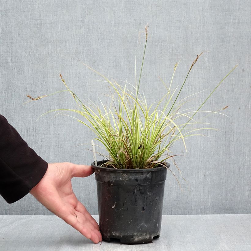 Exemplar von Carex brunnea Aureovariegata - Segge Topf mit 2L/3L wie im Herbst geliefert